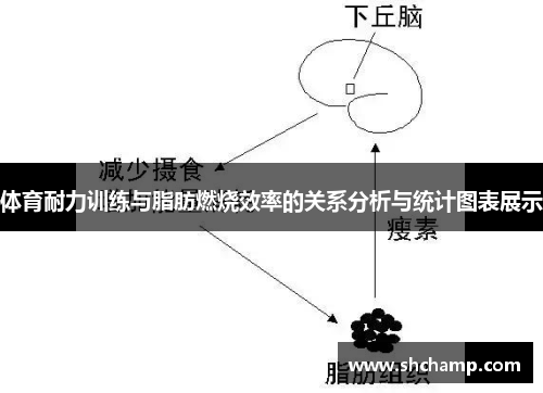 体育耐力训练与脂肪燃烧效率的关系分析与统计图表展示